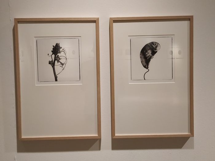 ‘Herbarium evanescente’ la exposición de Fotografía Artística de Julia González Liébana